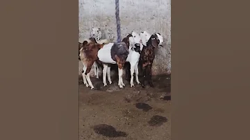 Beautiful Goats Beautifullgoats Youtube Goat 