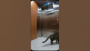 “CCTV Captures Cat Casually Taking the Elevator 😹📹”