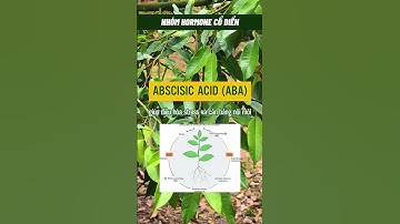 CÓ NHỮNG HORMONE THỰC VẬT NÀO VÀ VAI TRÒ SINH LÝ CỦA CHÚNG