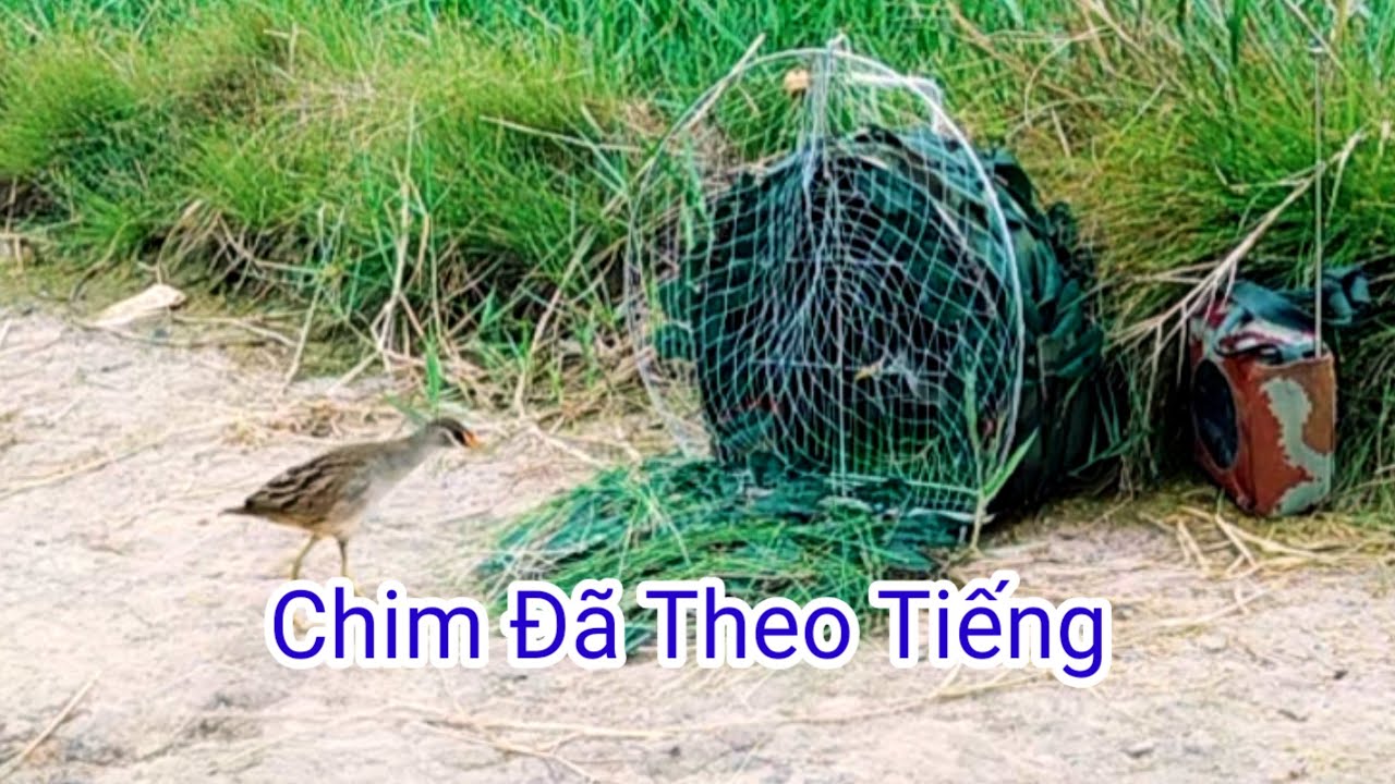 Mắt Xéo Bổi Thuần Cám LH 090/7474/220/