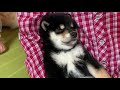 柴犬生後42日目　1.74キロ