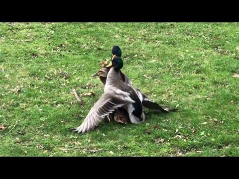 Video: Hoe Om Heerlike Eende In Die Oond Te Kook