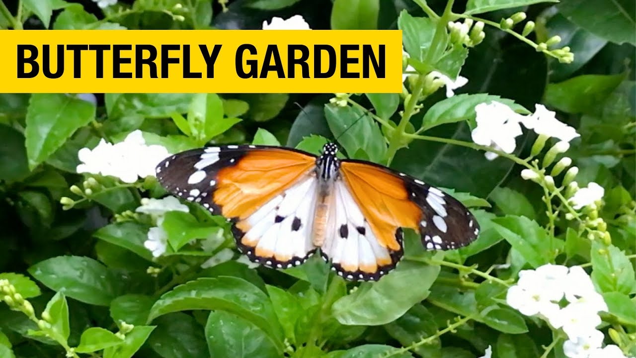 Butterfly Garden At Singapore Changi International Airport