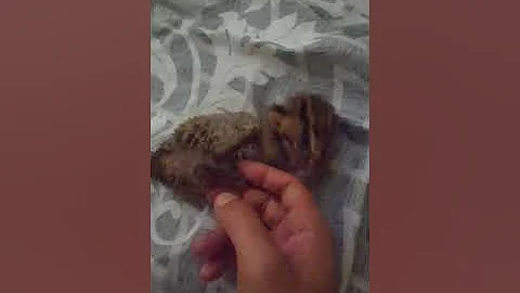 Video 647791: baby asian leopard cat, asian leopard cat playing, cat home, cat old