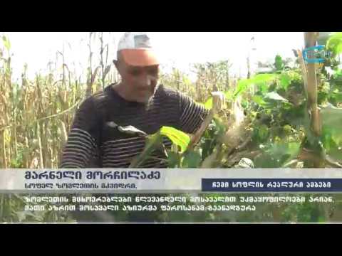 \"გააზიარე შენი სოფლის რეალური ამბები\" -   ზომლეთელები წლევანდელი მოსავალით უკმაყოფილონი არიან