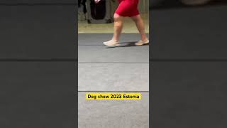 International Dog show 2023 #trending #doglover #dog #ytshort #yt #pets #petlovers #shortsvideo