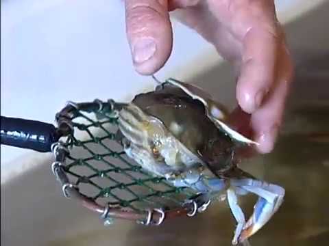 Wanchese Softcrabs