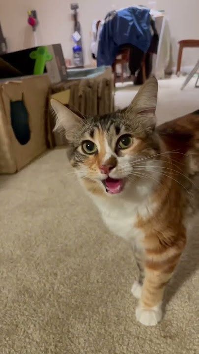 Cat Panting like a Dog After Aerobic Exercise