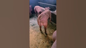 binary sow #breeding pig 09