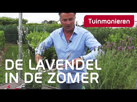 Video: Snoei laventel: Hoe om laventel terug te sny