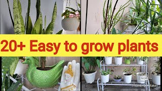 20+ Easy to grow plants/ Summer plant collection/Best way to decorate your home/#home #dailyvlog