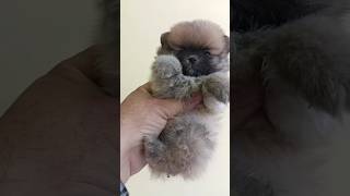 Cute Tea Cup Puppy Cute Baby