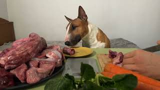 My dog ​​is eating. Standard diet for a healthy dog. ASMR by Minibull Team 1,212 views 5 months ago 3 minutes, 18 seconds