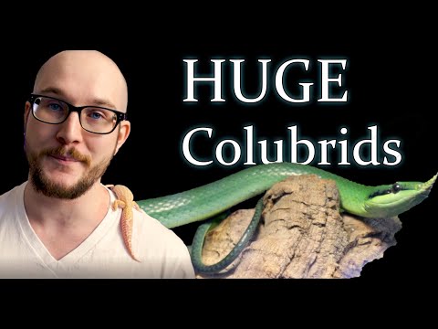 Top 5 HUGE Colubrid Snakes!