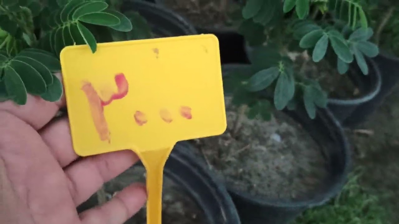 مشتل عالم الزراعة في العراق 🇮🇶 اسعار مناسبة جدا جدا والبيع جملة ومفرد