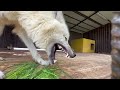Арктический волк впервые пробует зеленую траву‼️