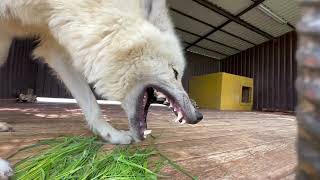 Арктический волк впервые пробует зеленую траву‼️