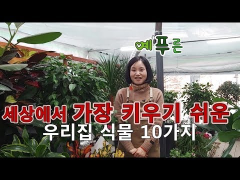 세상에서 가장 키우기 쉬운 우리집 식물 10가지