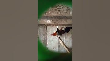 Gà rừng ghép đẻ