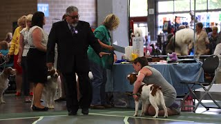 Foot placement for dog shows with Eric Salas by Eric Salas Workshops Training Channel 1,331 views 2 months ago 4 minutes, 41 seconds