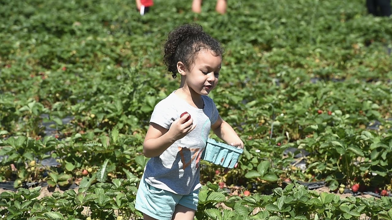 Strawberry picking time at Abbotts Farm in Baldwinsville, NY (video)