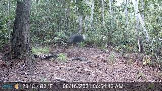 South Florida Trail Cam Footage. Panthers, bobcats, bears, hogs & deer