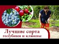 Лучшие сорта клюквы и голубики 2021!