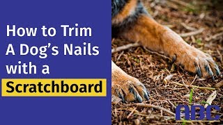 How to Teach Your Dog to Trim His Nails With a Scratchboard