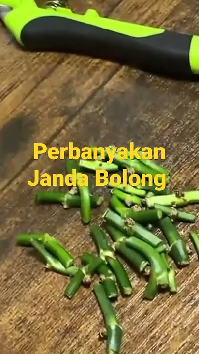 Cara Memperbanyak Tanaman Janda Bolong