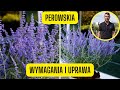 Perowskia  wymagania i uprawa szawii rosyjskiej piknie kwitnca bylina o niskich wymaganiach