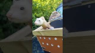 micro ferrets weasel ferrets for sale