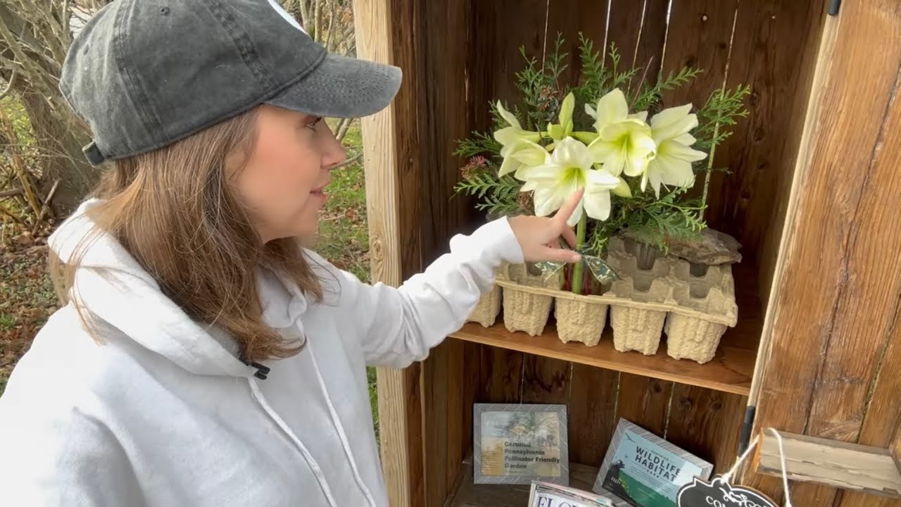 Trialing Cut Amaryllis, Transplanting a Tricolor Beech, Pruning Hydrangeas in Fall, Cottage Location