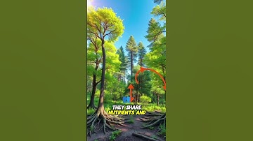 How Trees Secretly Talk to Each Other 🌲