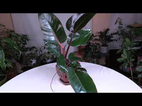 Video: Congo Rojo Philodendron Care: Loj hlob Philodendron Congo Rojo