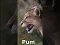 All Big Cat Sounds #shorts  #bigcats #youtubeshorts