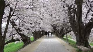 ウグイス鳴く早朝の背割堤 満開の桜のトンネル Beautiful rows of cherry trees with cormorants singing