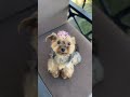 #fyp #explore #puppy #dog