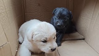 A litter of little milk dogs was abandoned again  and the rural uncle was specially placed in front by 理发师小乐和流浪狗 1,994 views 13 days ago 8 minutes, 3 seconds