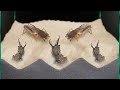 The brutal battle of three ant lions and two mole crickets  live feeding