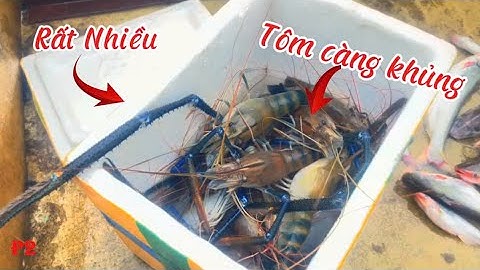 Câu Tôm Càng Xanh ! Hành Trình Tìm Câu Tôm Càng Xanh Khủng P2