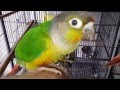 Yellow Sided Conure Babies PT3