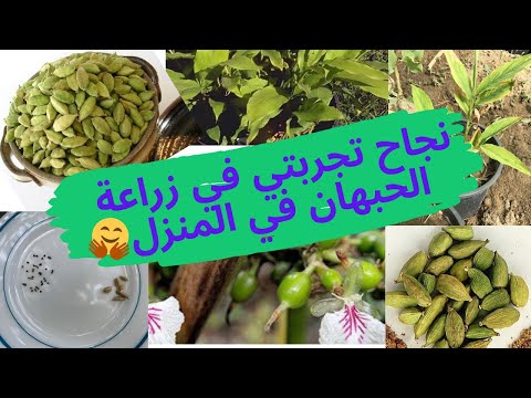ازرع حبهان أو هيل من البذور في بيتك بدل ما تشتريه |  How to grow cardamom