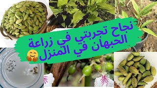 ازرع حبهان أو هيل من البذور في بيتك بدل ما تشتريه |  How to grow cardamom