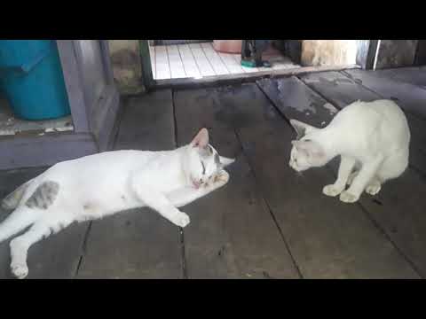 Video: Cara Mengobati Gusi Pada Kucing