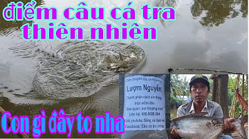 Câu cá tra sông địa điểm câu cá tra thiên nhiên bình chánh/sống và đam mê