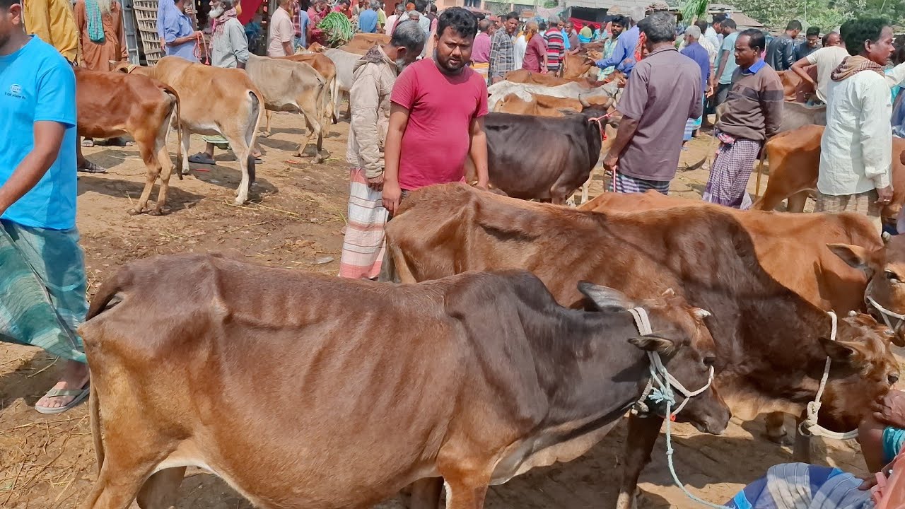 আজ ৩ মার্চ ২৬ | কুমিল্লা ও রংপুরের খামারী সবচেয়ে শুকনো হাড্ডিসার গাভী কেমন দামে কিনছেন | আমবাড়ী হাট 