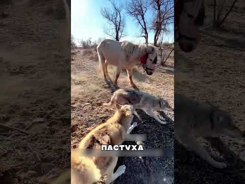 Алабайка НЕ СМОГЛА защитить ЩЕНКОВ🐕💔🐺