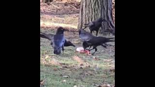 Crows Love Eating Raw Fish