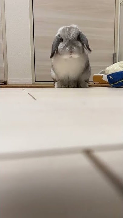 うさぎのラブくん