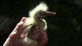Fort Worth neighbors wage nightly battle against protected egrets